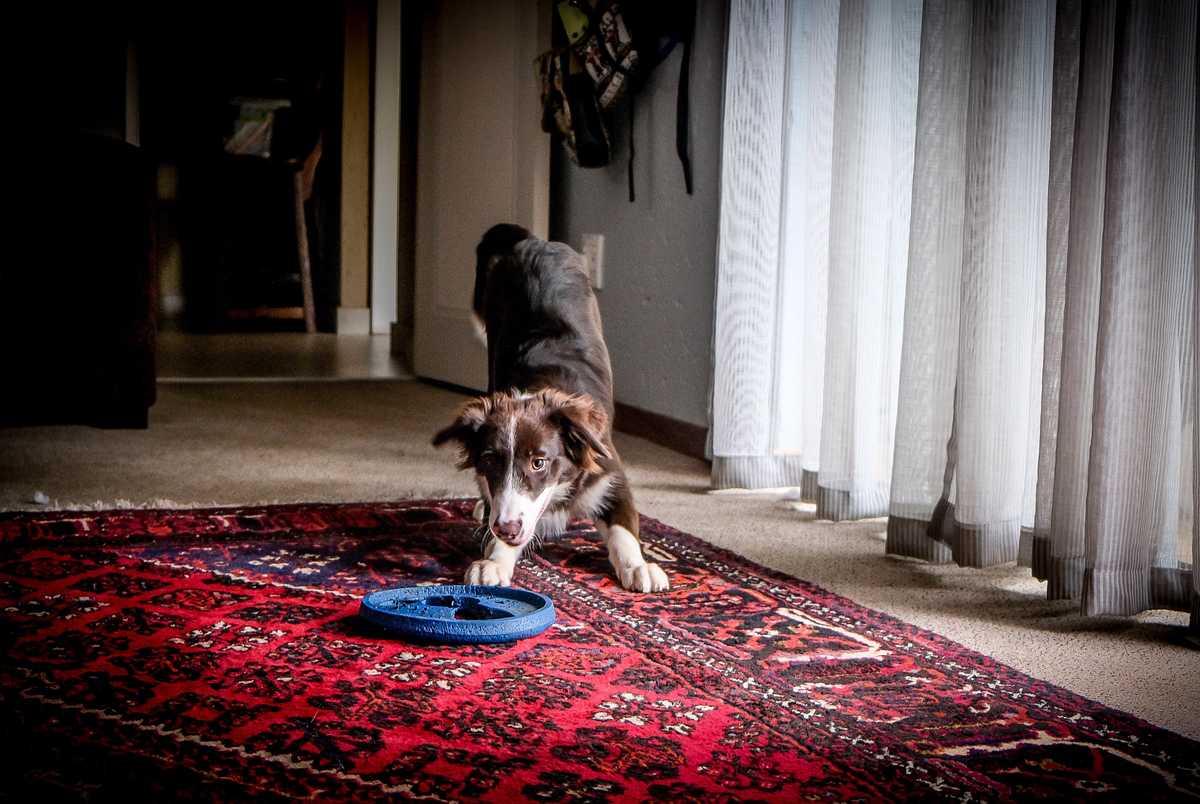 Area rug with a dog.